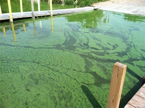 Algae-affected water
