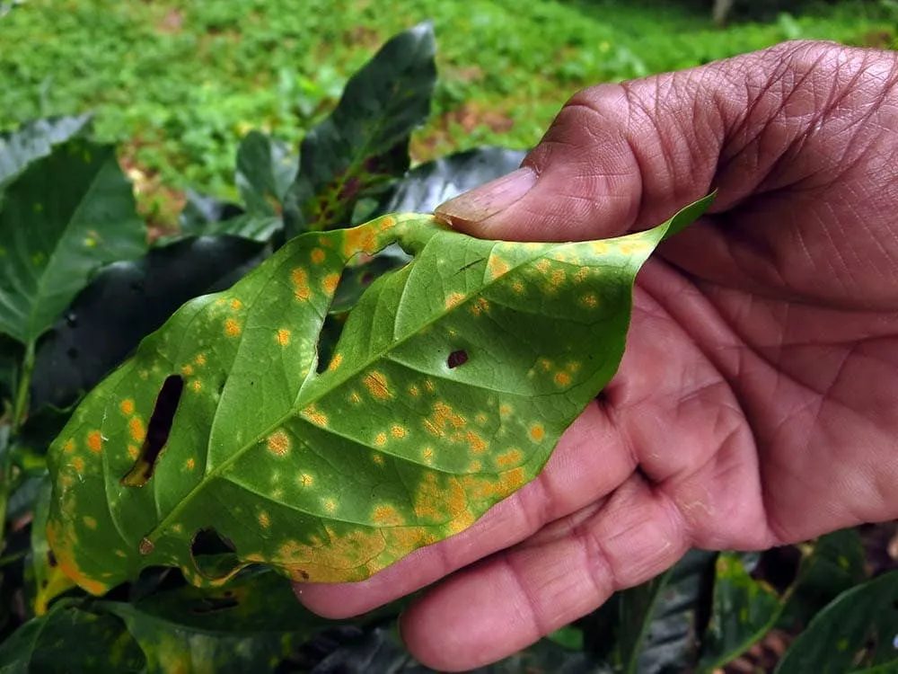 Coffee rust on a leaf