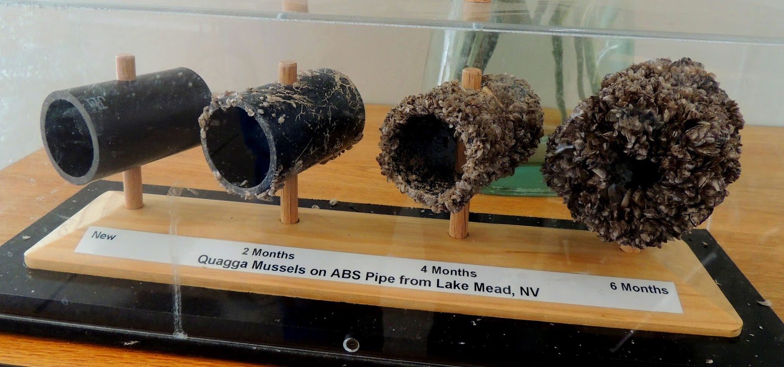 Quagga mussel colonization on pipes